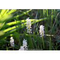 LIRIOPE muscari 'Monroe White'
LIRIOPE muscari \'Monroe White\'
