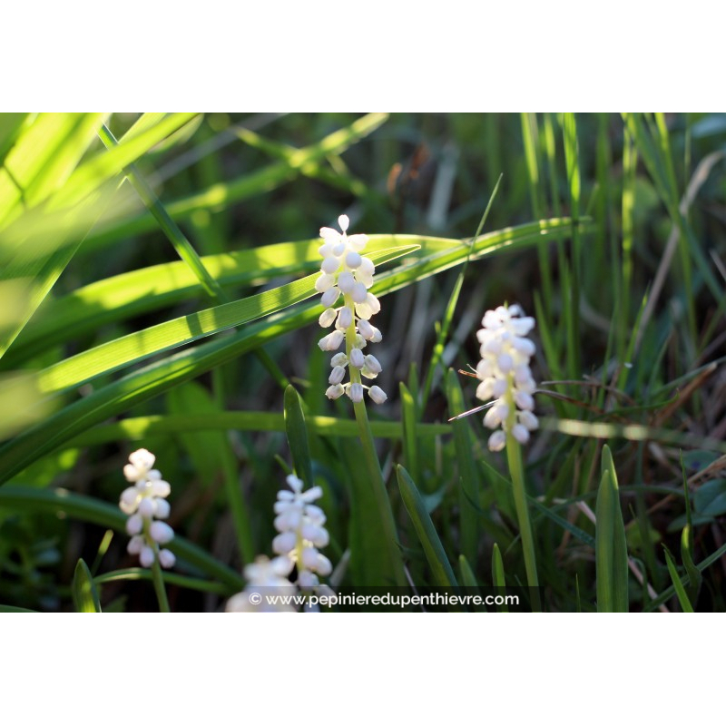 LIRIOPE muscari 'Monroe White'