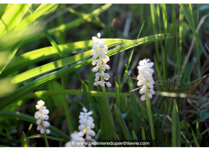 LIRIOPE muscari 'Monroe White'