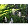 LIRIOPE muscari \'Monroe White\'