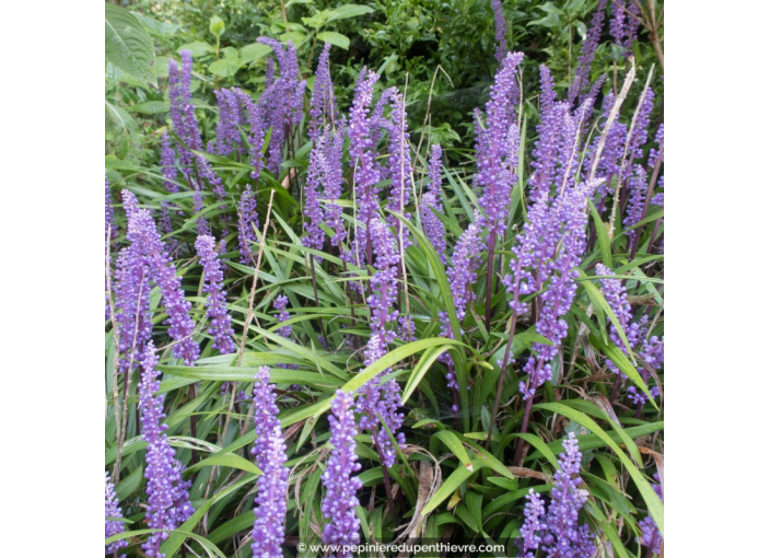 LIRIOPE muscari 'Big Blue'