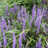 LIRIOPE muscari \'Big Blue\'
