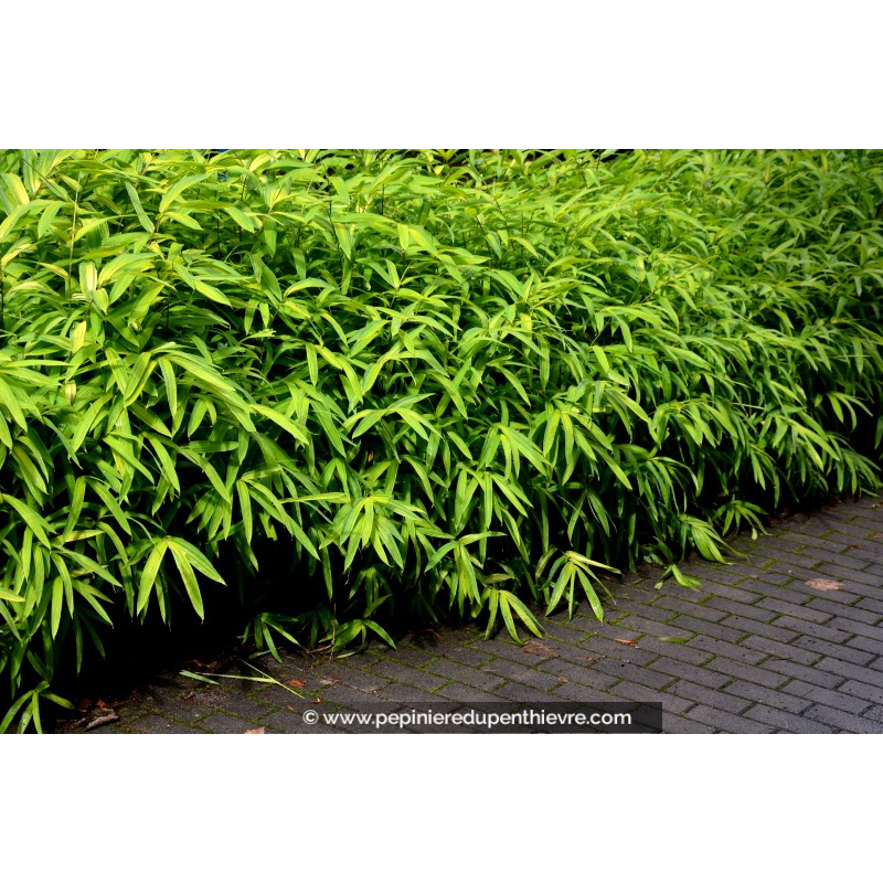 PLEIOBLASTUS pumilus