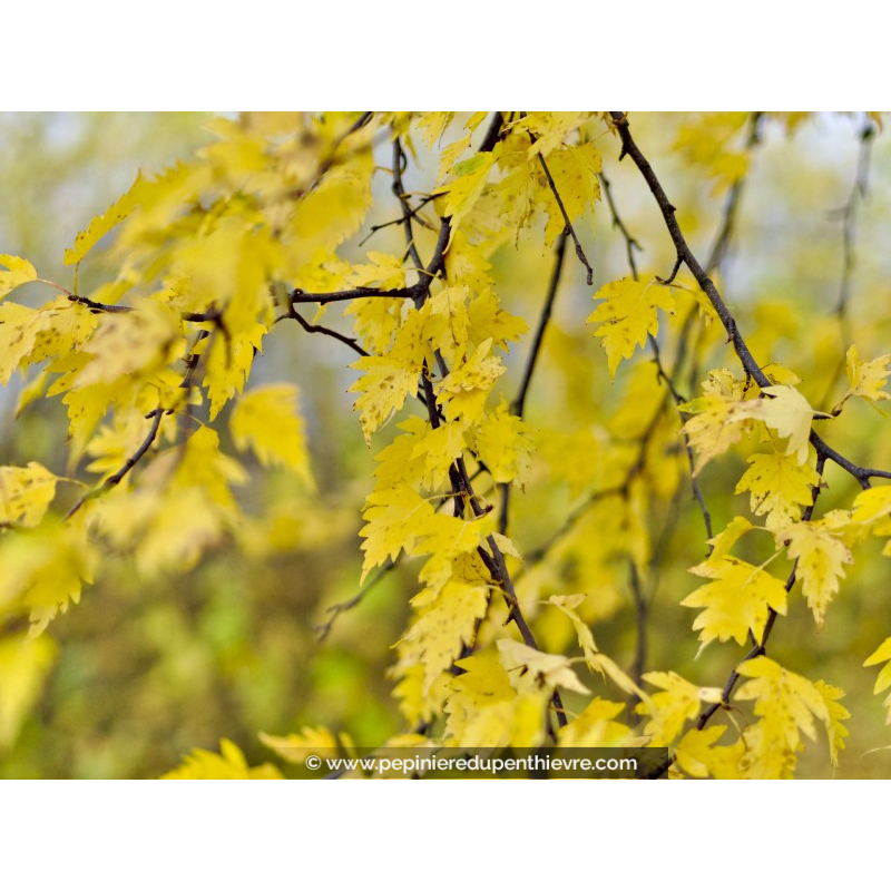 BETULA pendula 'Crispa'
