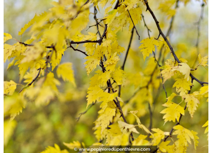 BETULA pendula 'Crispa'