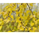 BETULA pendula 'Crispa'
