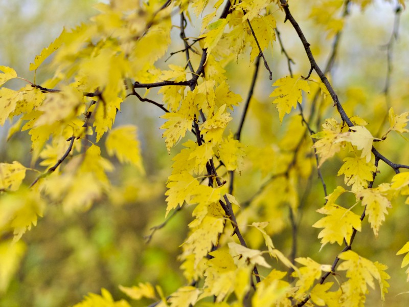 BETULA pendula 'Crispa', ou Bouleau pleureur - Pépinière du Penthièvre