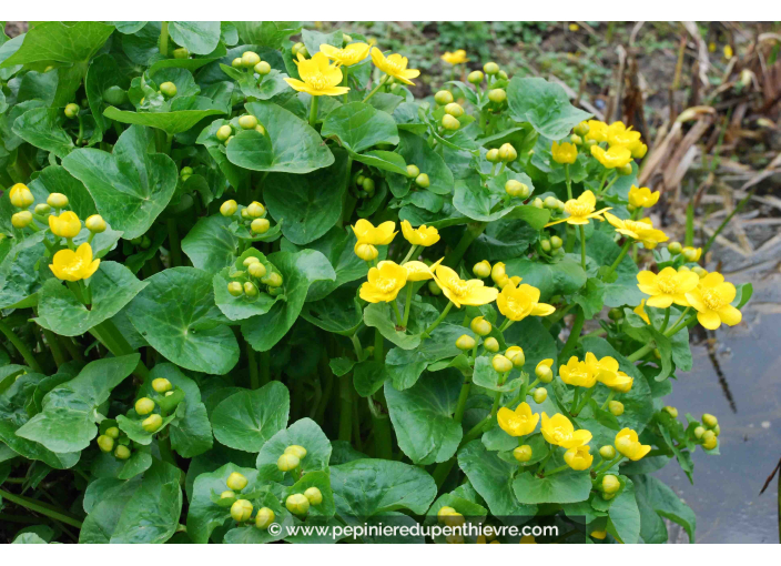 CALTHA palustris