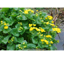 CALTHA palustris