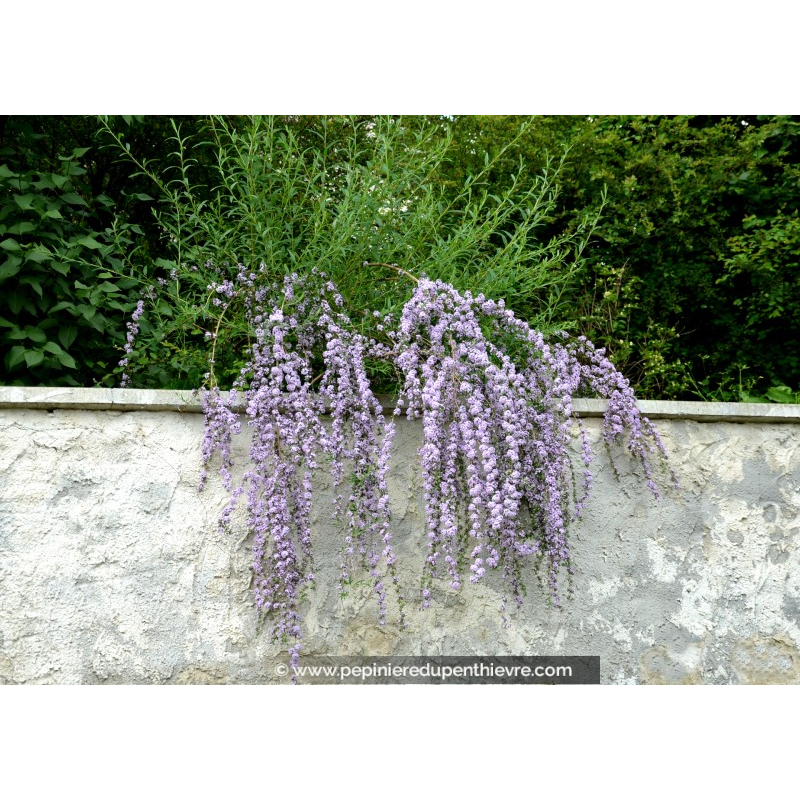 BUDDLEJA alternifolia