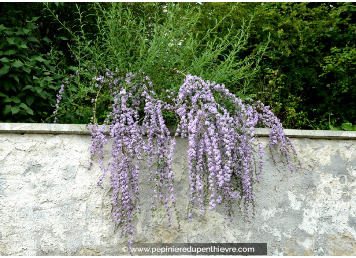 BUDDLEJA alternifolia