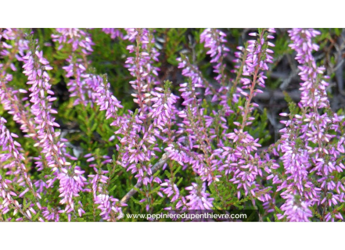 CALLUNA vulgaris 'Marleen'