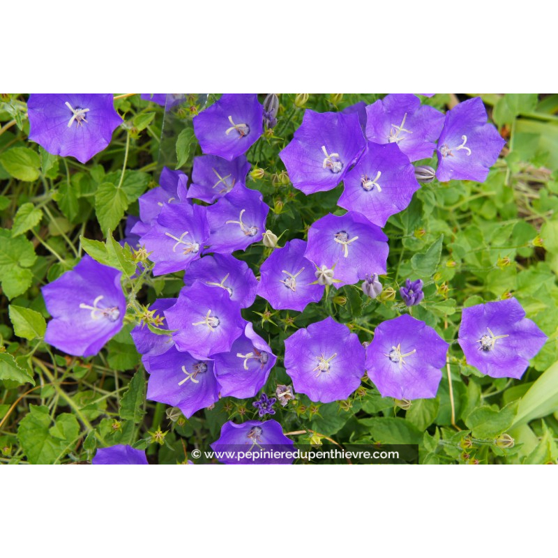 CAMPANULA carpatica 'Blaue Clips'