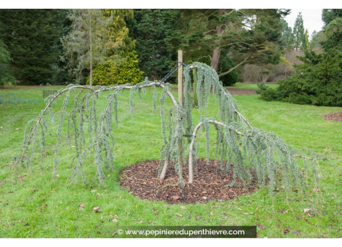 CEDRUS atlantica 'Glauca Pendula'