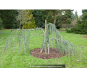 CEDRUS atlantica 'Glauca Pendula'