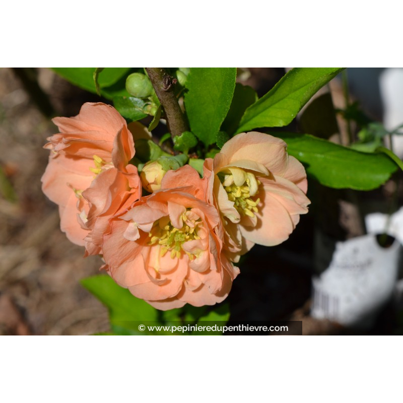 CHAENOMELES x superba 'Cameo', orange-saumoné - Pépinière du Penthièvre ...