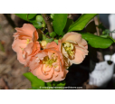 CHAENOMELES x superba 'Cameo'