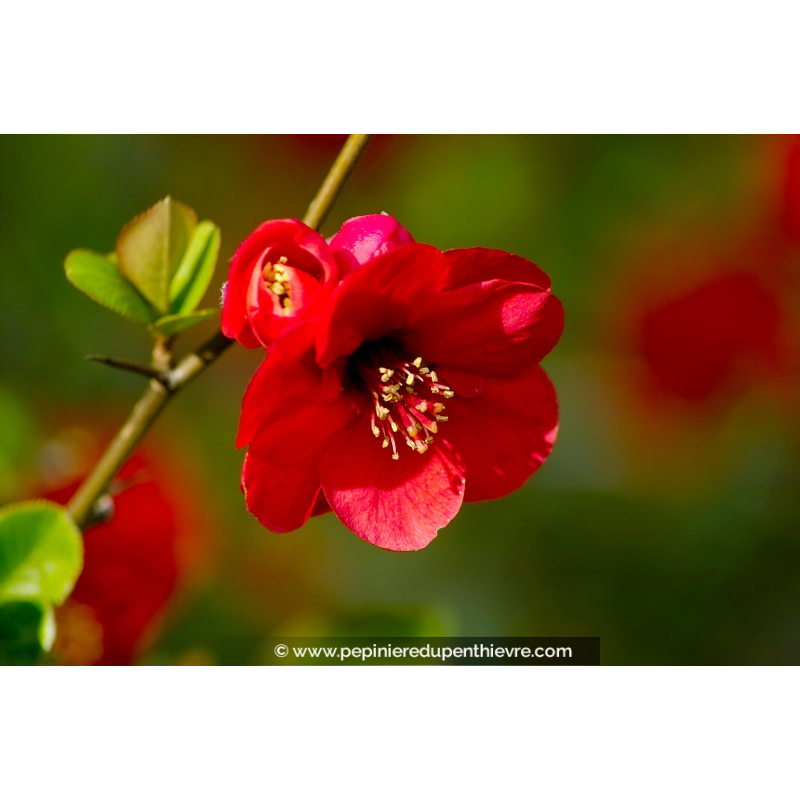 CHAENOMELES x superba 'Crimson and Gold'