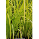 CAREX elata \'Aurea\'