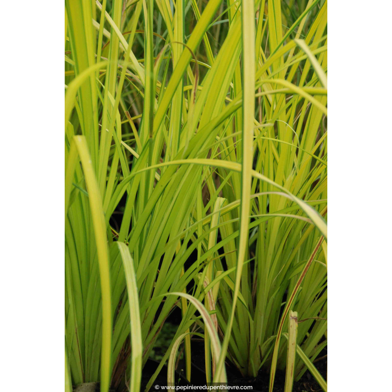 CAREX elata 'Aurea'