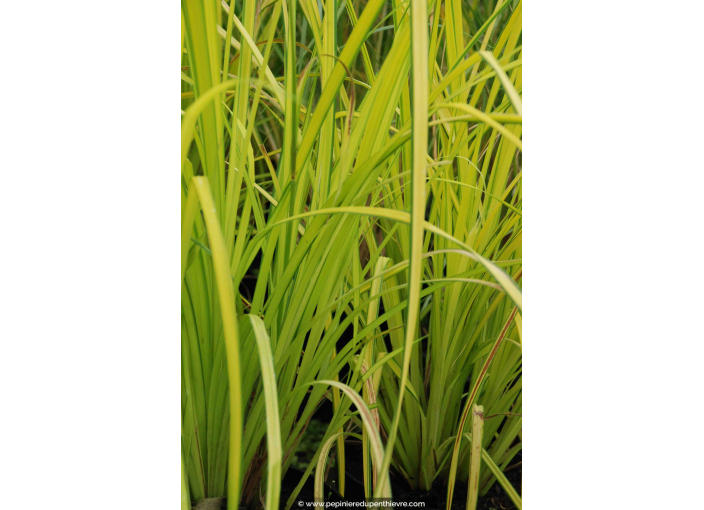 CAREX elata 'Aurea'