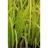 CAREX elata \'Aurea\'