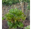 CHAMAEROPS humilis 'Vulcano'