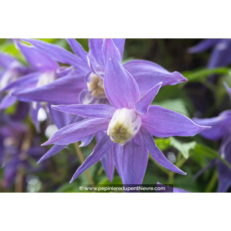 CLEMATIS alpina