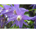 CLEMATIS alpina