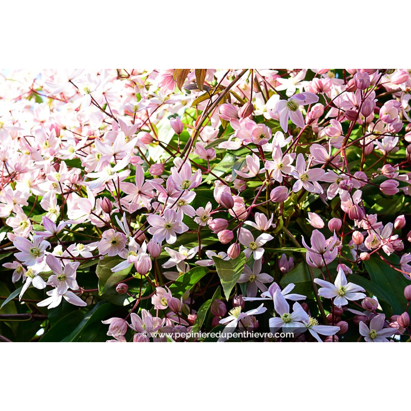 CLEMATIS armandii 'Apple Blossom'