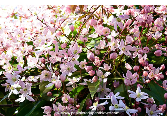 CLEMATIS armandii 'Apple Blossom'