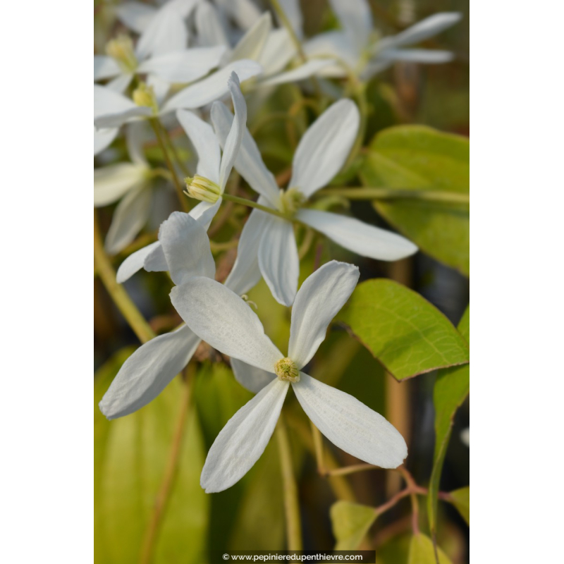CLEMATIS armandii 'Snowdrift'