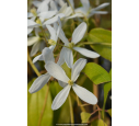 CLEMATIS armandii 'Snowdrift'