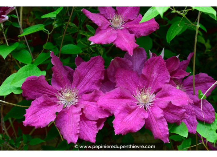 CLEMATIS 'Ernest Markham'