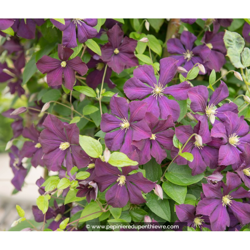 CLEMATIS 'Étoile Violette'