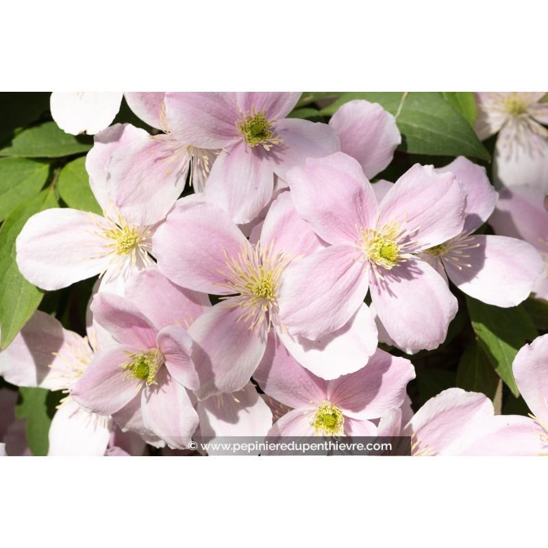 CLEMATIS montana 'Rubens'