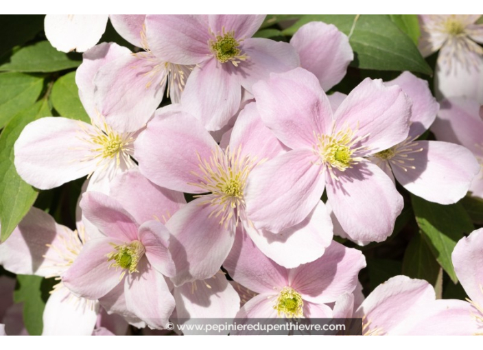 CLEMATIS montana 'Rubens'