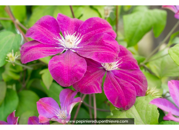 CLEMATIS 'Rouge Cardinal'