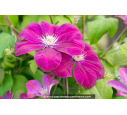 CLEMATIS 'Rouge Cardinal' CLEMATIS 'Rouge Cardinal'