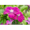 CLEMATIS \'Rouge Cardinal\'