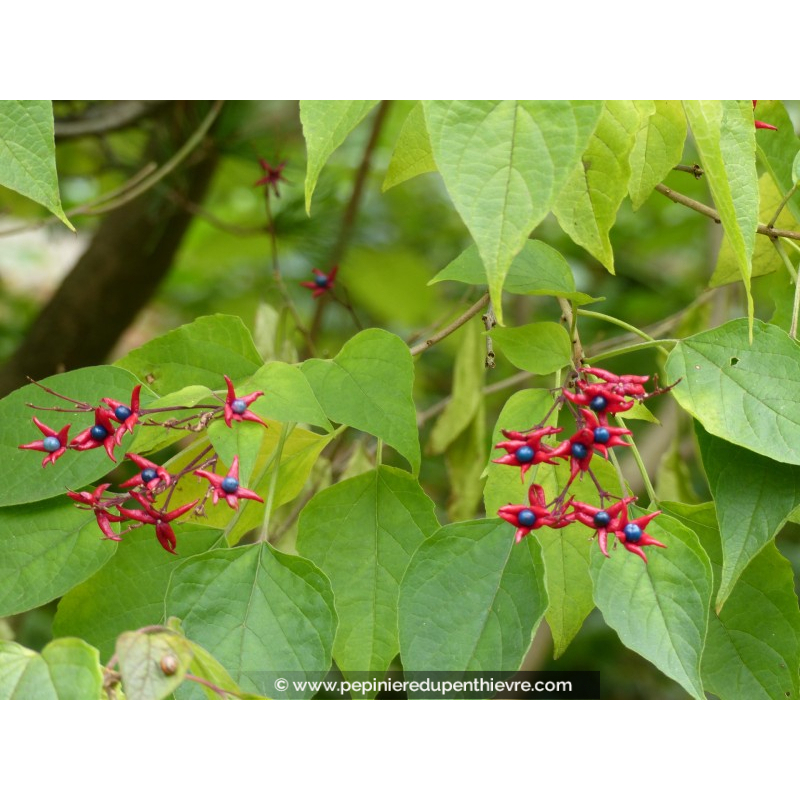 CLERODENDRUM trichotomum 'Fargesii'