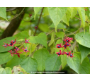 CLERODENDRUM trichotomum 'Fargesii'