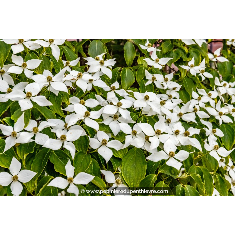 CORNUS kousa 'Chinensis'