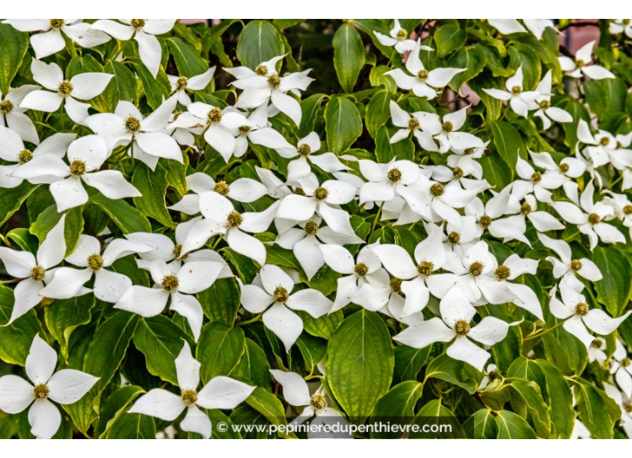 CORNUS kousa 'Chinensis'