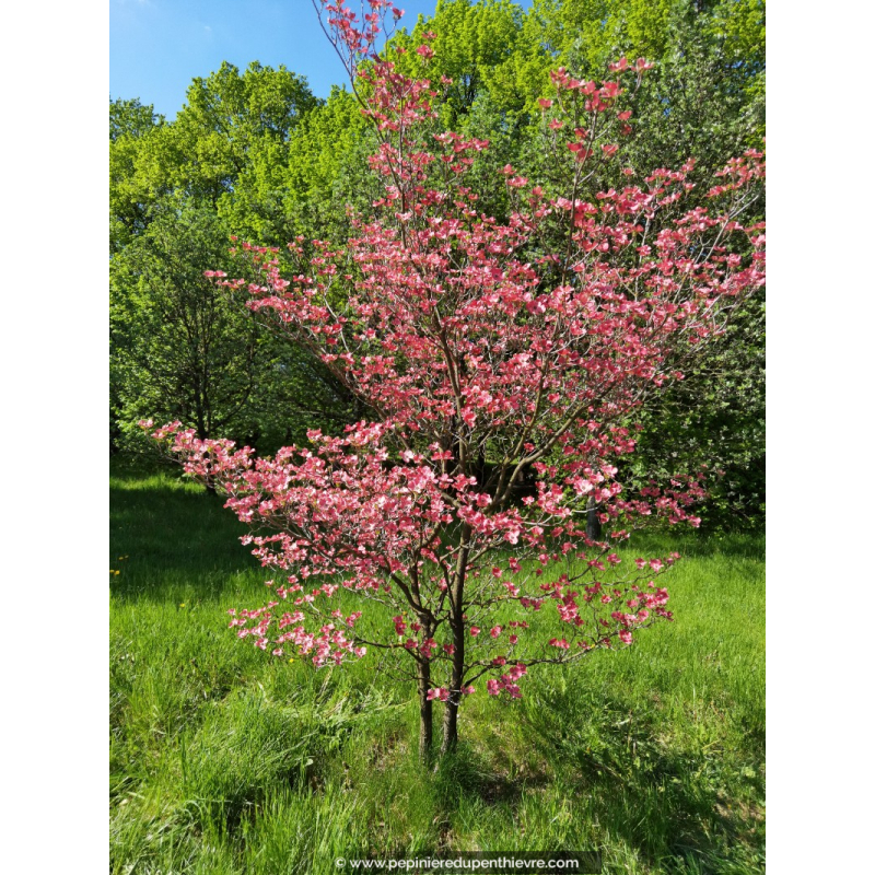 CORNUS florida 'Rubra'