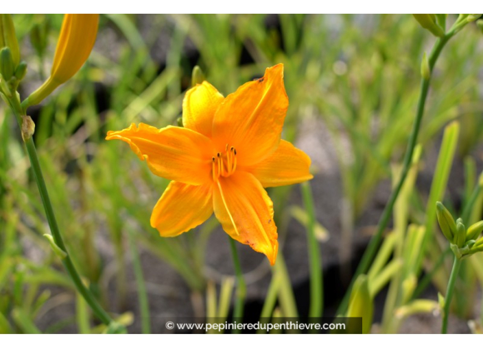 HEMEROCALLIS 'Burning Daylight' HEMEROCALLIS 'Burning Daylight'