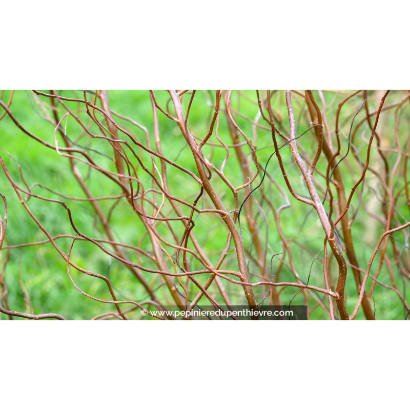 SALIX tortuosa 'Chocolat'