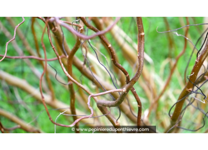 SALIX tortuosa 'Chocolat' SALIX tortuosa 'Chocolat'
