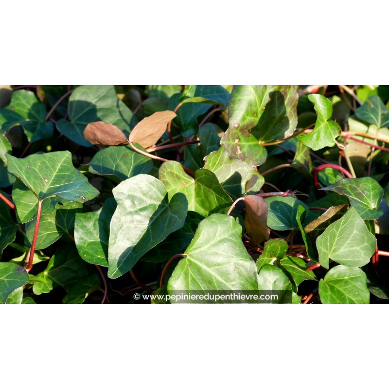 HEDERA algerian 'Bellecour'®