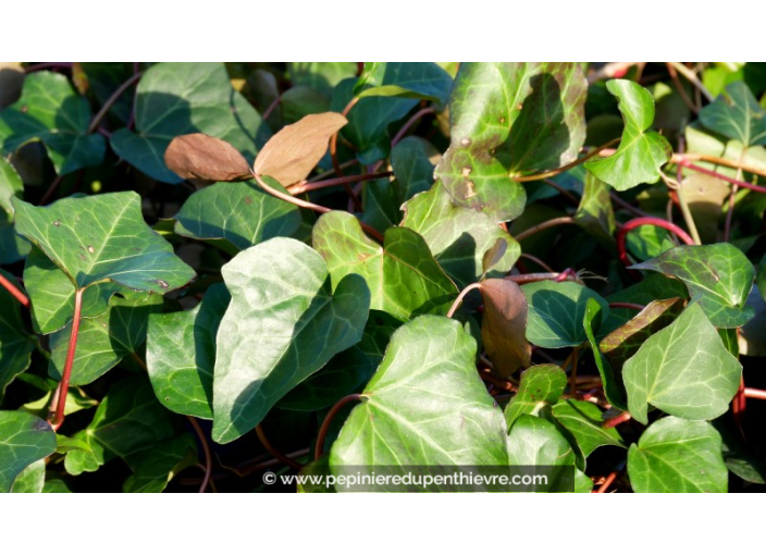 HEDERA algerian 'Bellecour'®